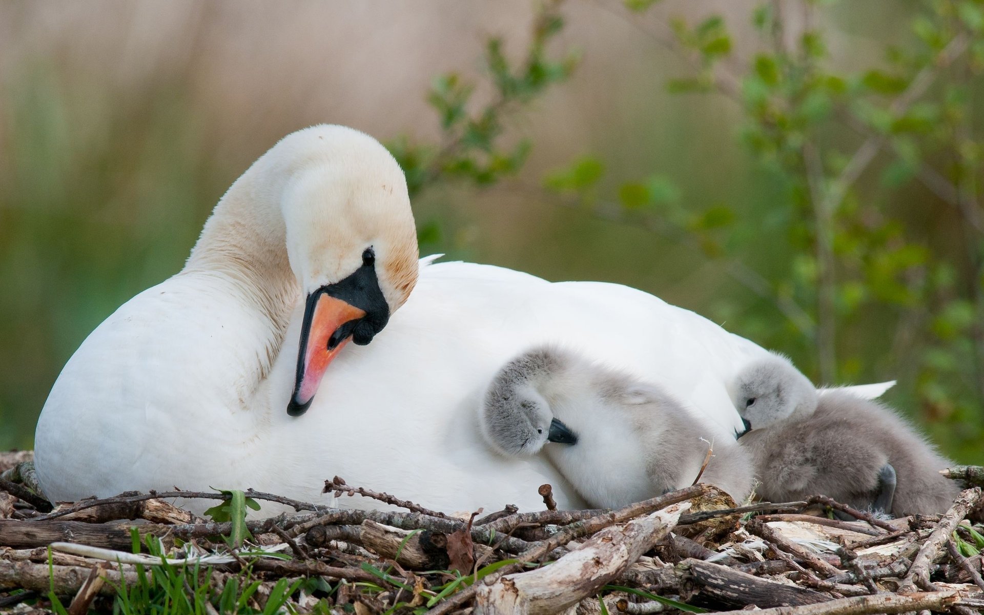 cisne nido polluelos