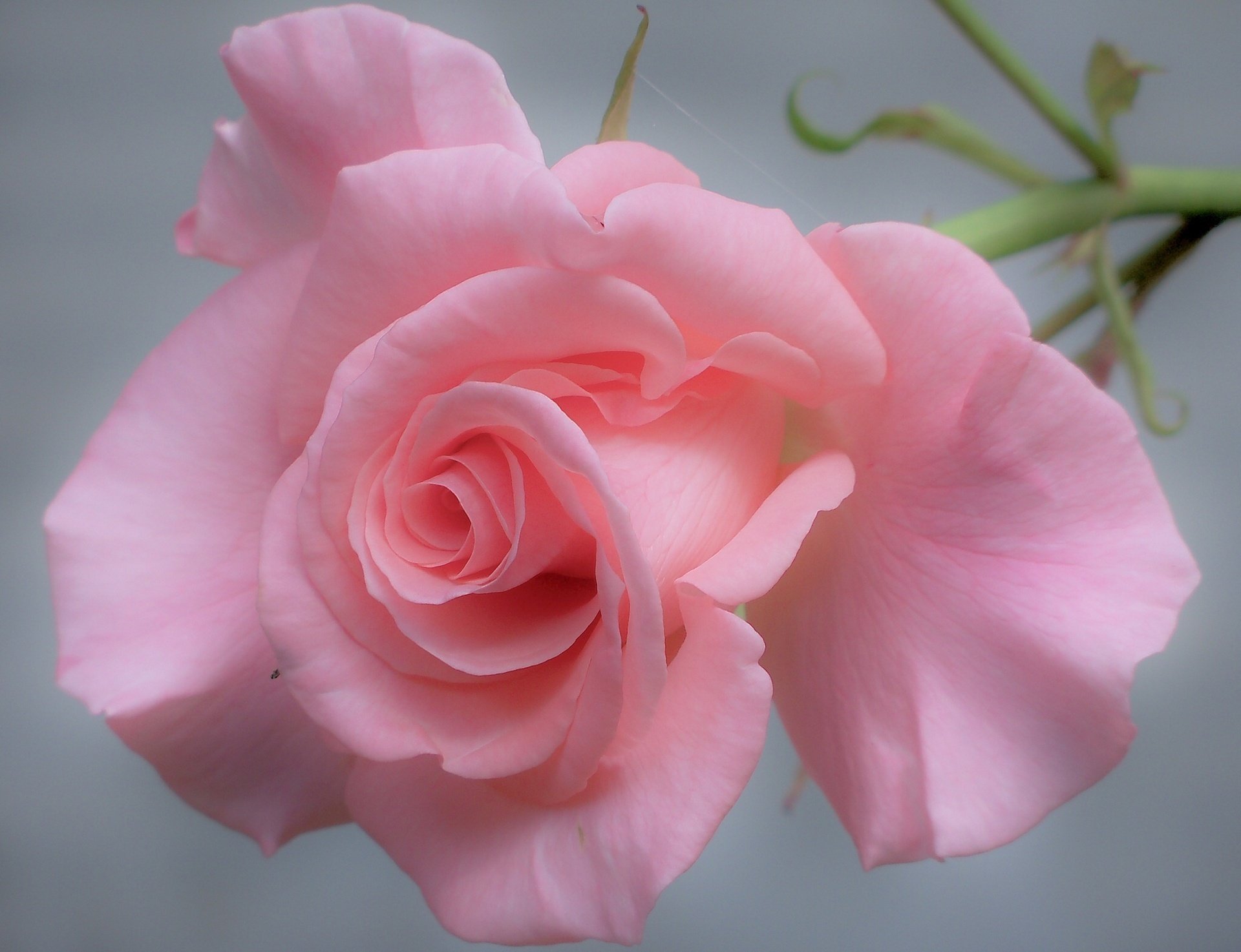 rose pink petals macro tenderne