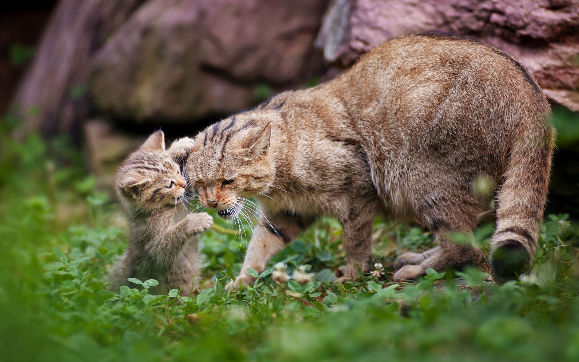 gatito gato maternidad