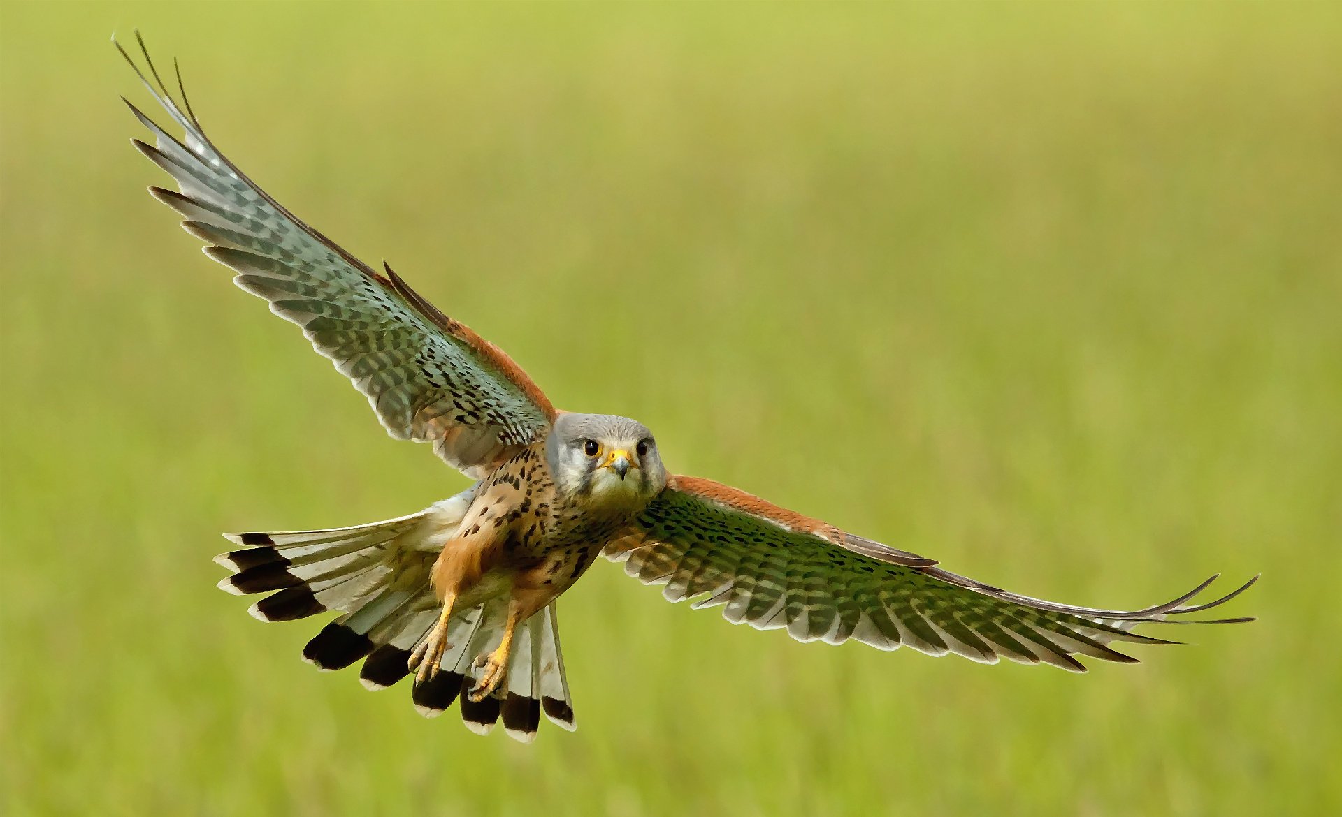 ailes oiseau vol crécerelle battement