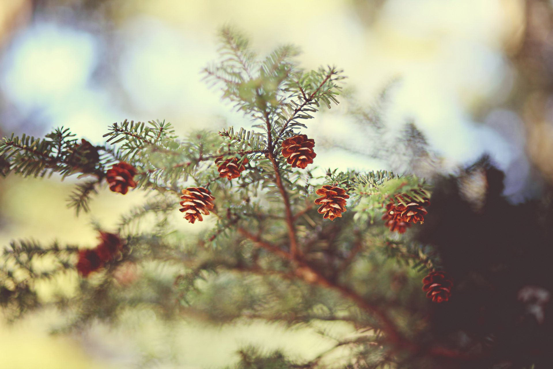 gałąź świerk natura igły bokeh fokus igły szyszki