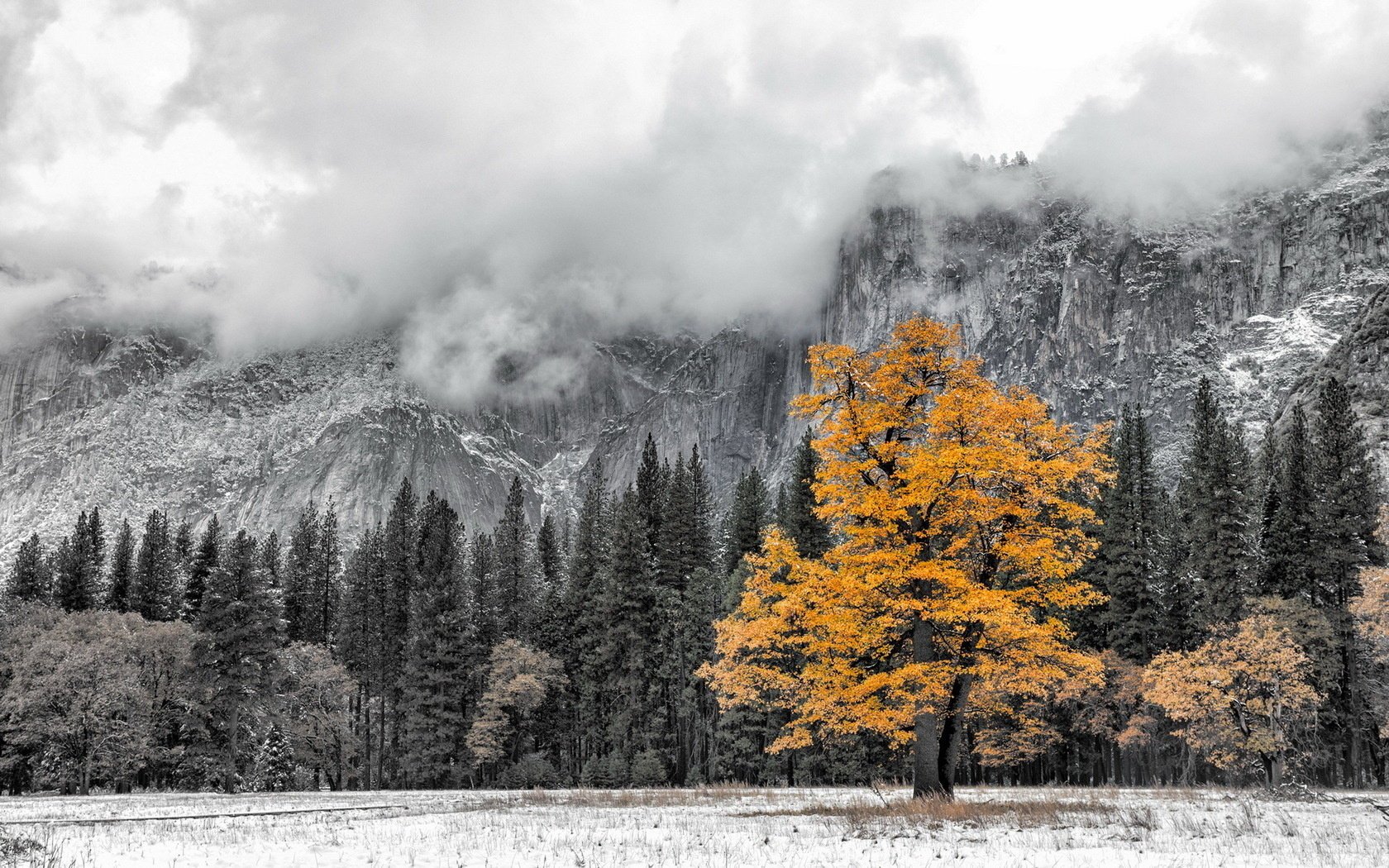 baum berge landschaft