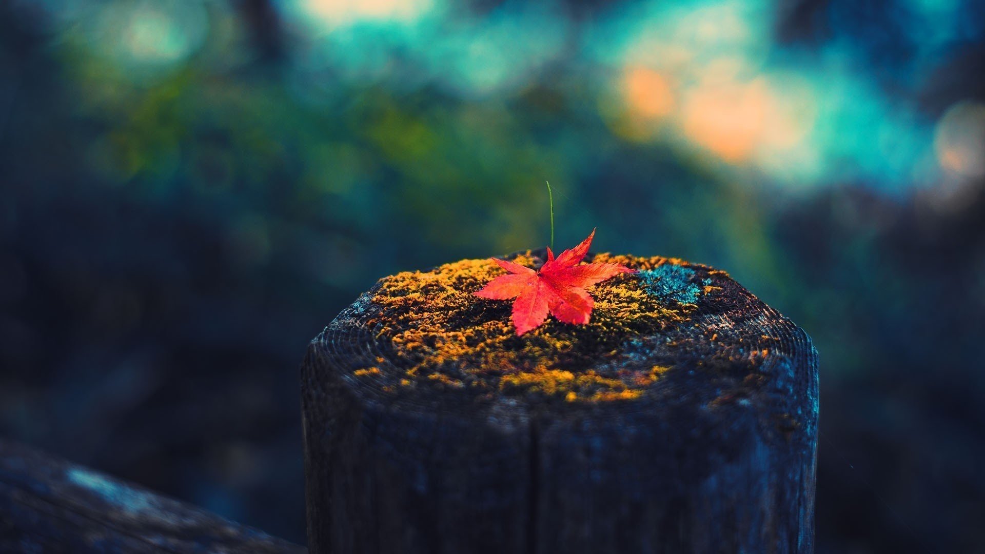 autumn sheet macro stump