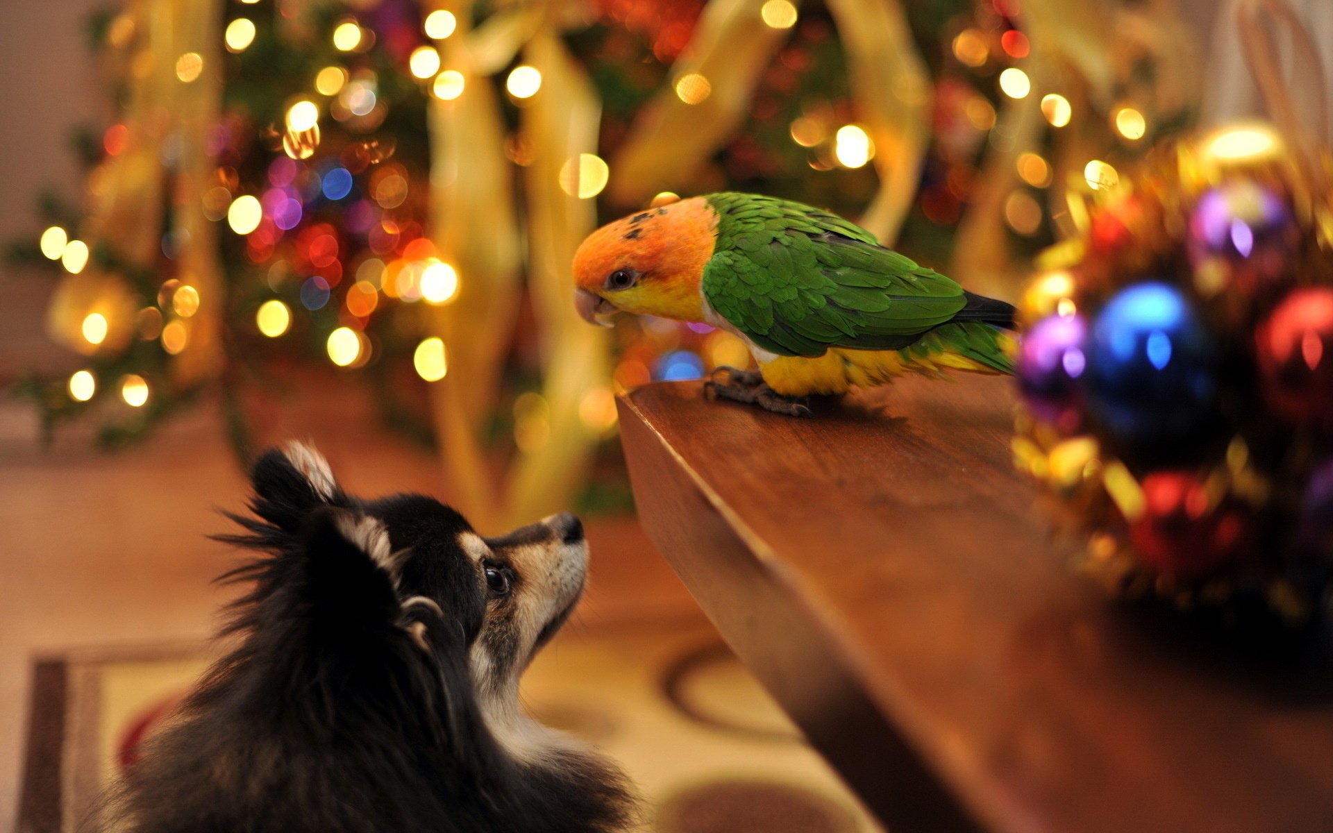 house holiday parrots dog new year winter parrot friends animal