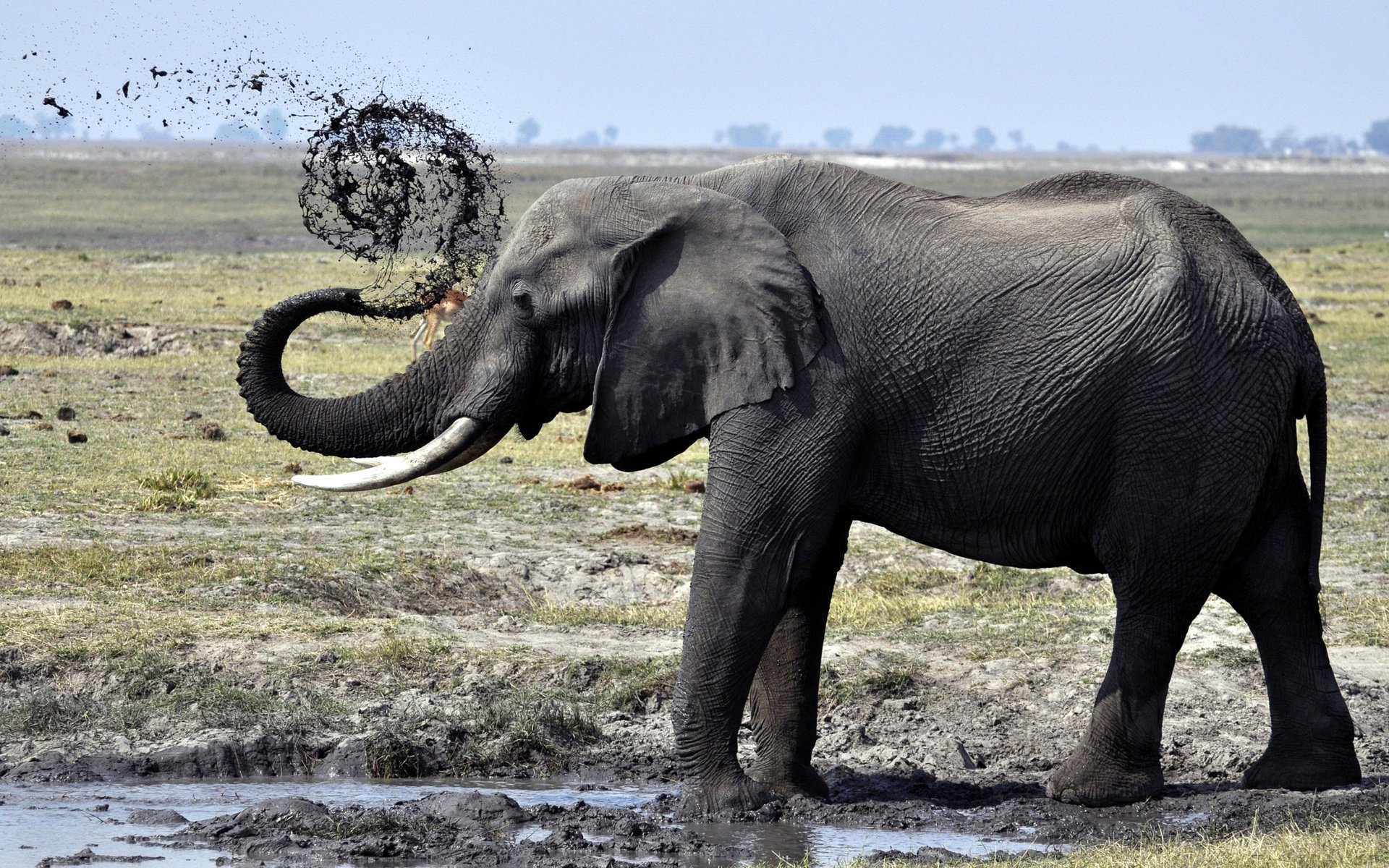 éléphant tronc