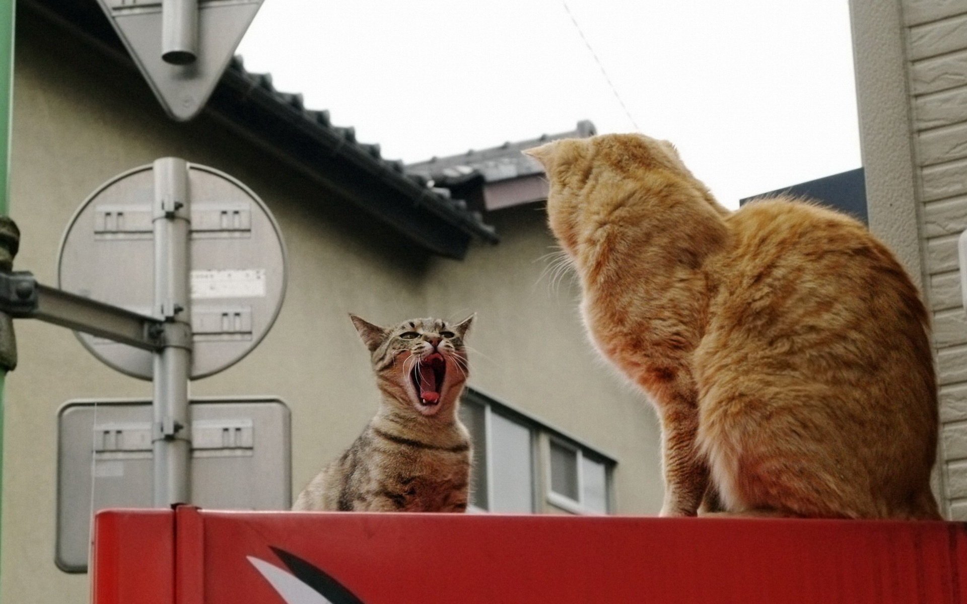 gatos sentados al lado gatos enfrentamiento dos