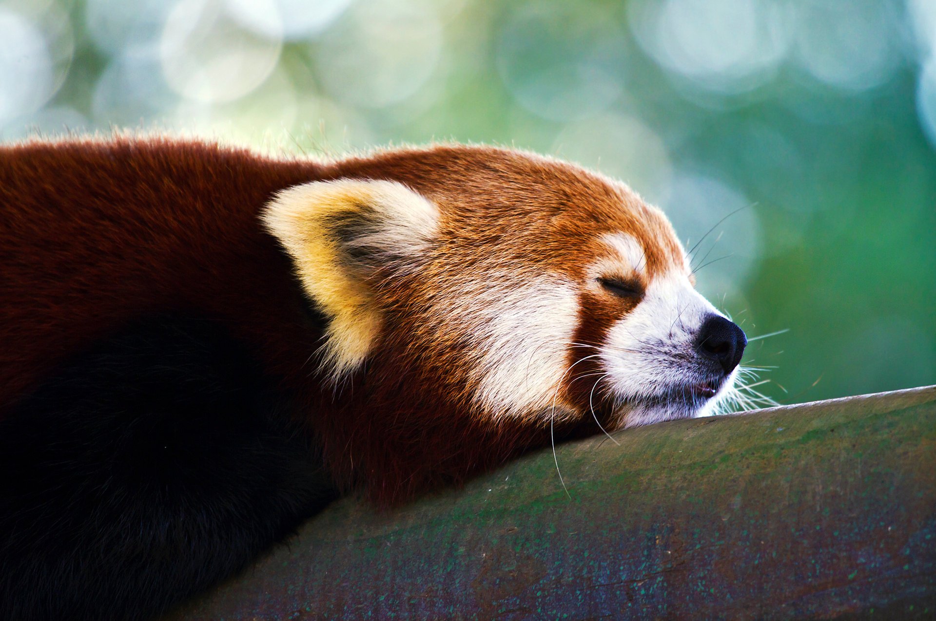 firefox rosso piccolo panda