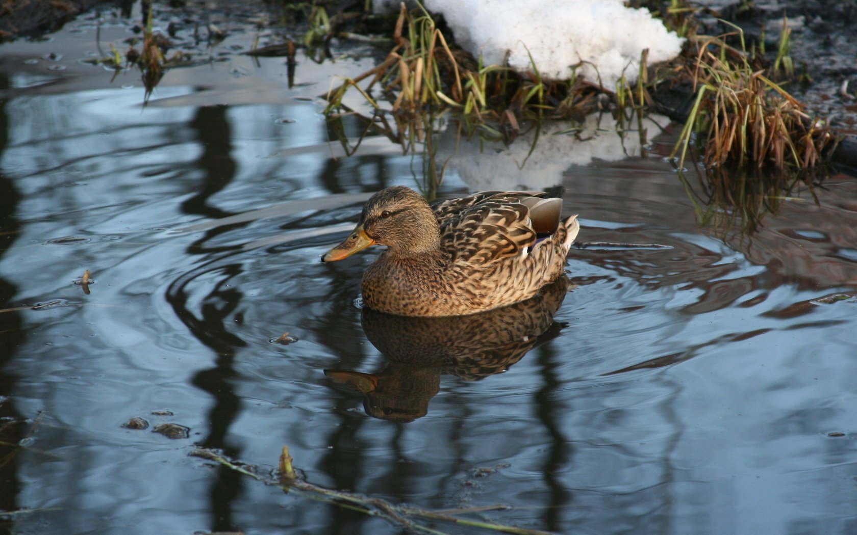 lac canard animaux oiseaux hiver