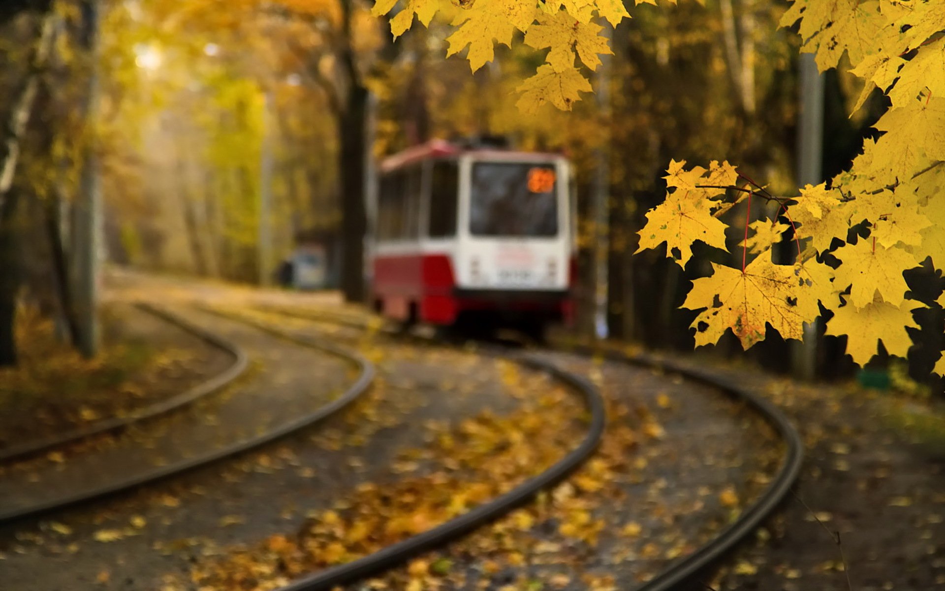 acero foglie mosca autunno tram