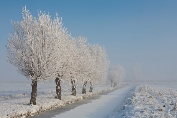 Bäume im Frost entlang einer leeren Straße