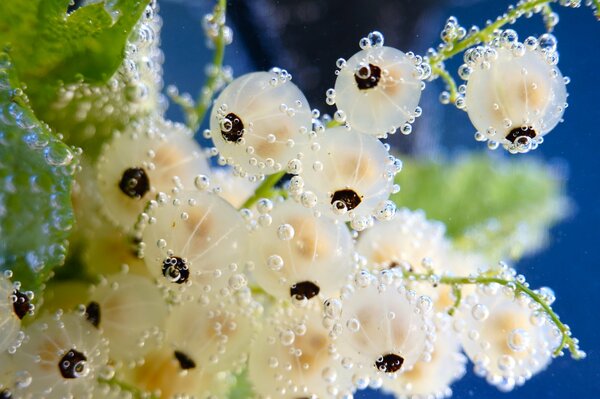 Beautiful bubbles on white currant