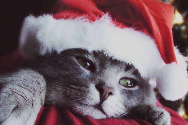Новогодний котенок в шапке дела мороза