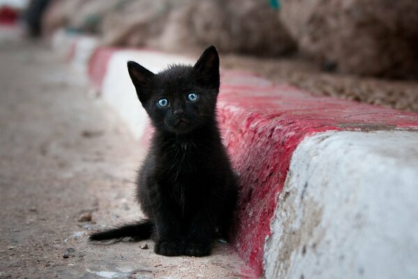 Gatito negro con ojos extraordinarios