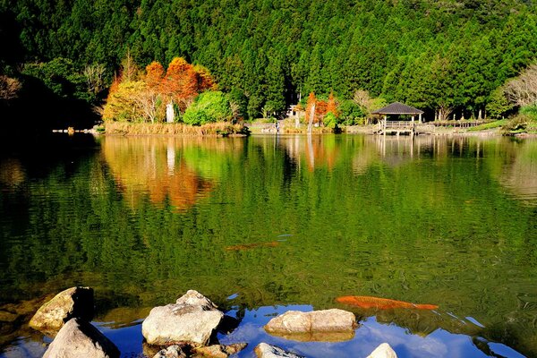 Paesaggio autunnale luminoso, fitta foresta dietro il lago, pietre