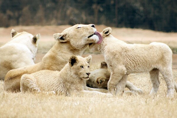 A family of lionesses with lion cubs in nature