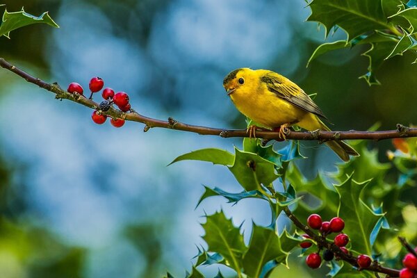 The reed warbler is a bird that loves berries