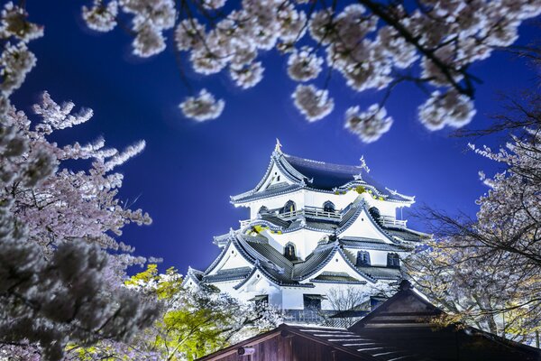 Templo japonés con flores de Sakura