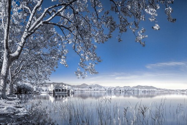 Paisaje de invierno con un árbol y un lago