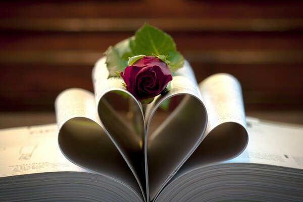 Macro rose on beautifully wrapped book pages