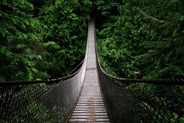 Eine Hängebrücke, die von einem dichten, grünen Wald umgeben ist