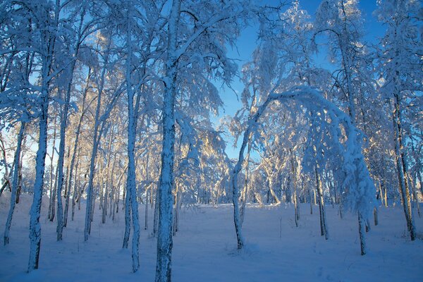 Foresta innevata con il sole