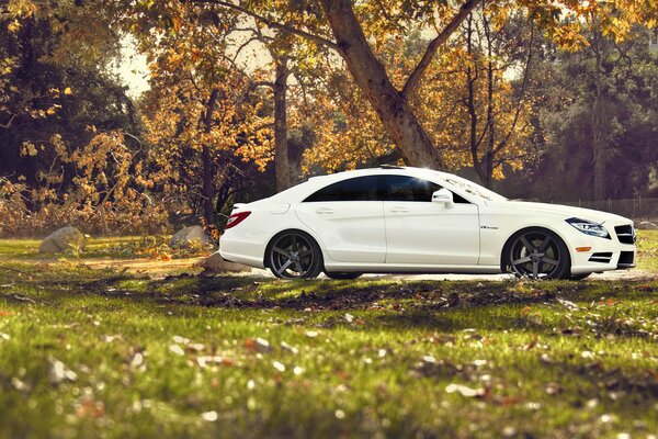 Mercedes blanco cabalga más allá de los árboles