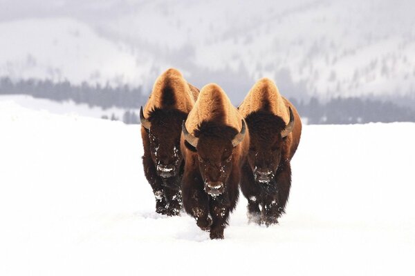 Three bison in the snow in winter