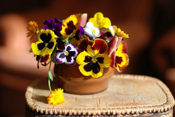 Bouquet di viole del pensiero, calendula e Viola in vaso di Terracotta