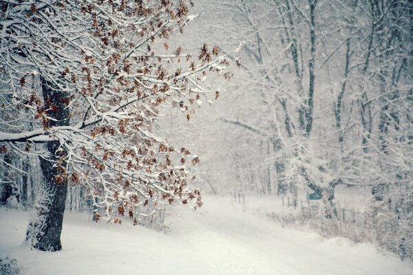 Paysage d hiver de Blizzard en hiver