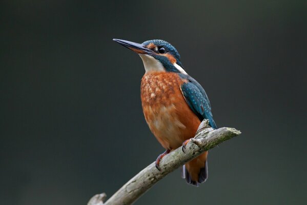 L oiseau est assis sur une branche et chante des chansons