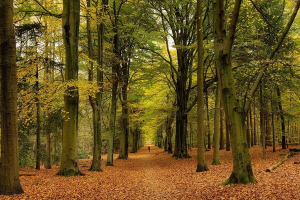 Jesienny park, przypody i liście