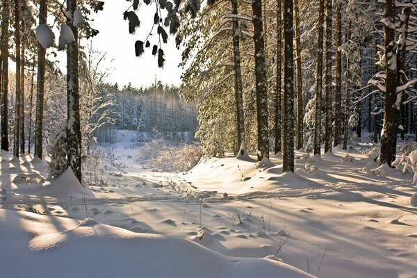 Los rayos del sol se abren camino en el bosque de invierno
