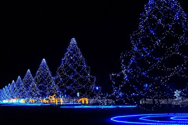 Weightless fir trees. Christmas garlands