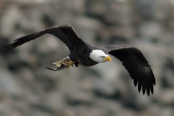 Der Weißkopfseeadler hat seine Flügel ausgebreitet