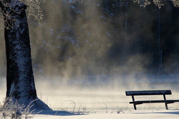 Banco solitario contra el bosque de invierno, niebla