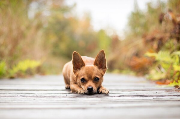 A red-haired dog with big ears and a smart look