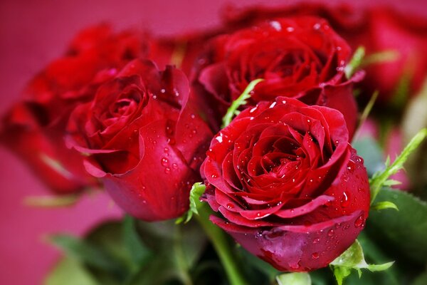 Bouquet of flowers of red roses