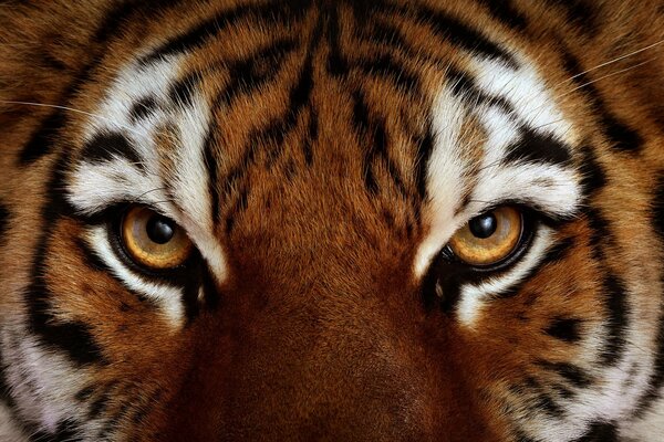 Żółte oczy drapieżnego tygrysa