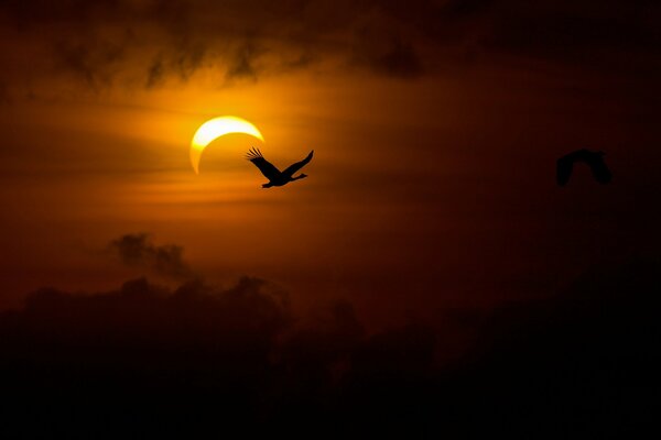 A very beautiful goose flying at sunset