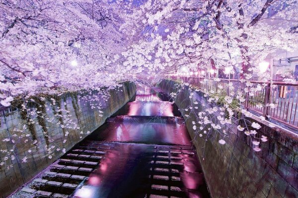 Cherry blossoms evening tokyo