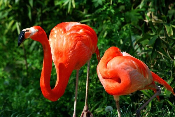 DAA flamants roses sur fond de verdure