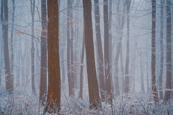 La niebla del bosque oculta la visibilidad en el bosque