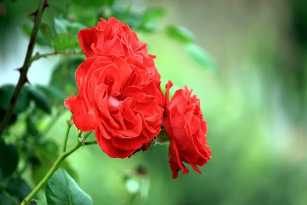 A rich branch of a rose in the greenery of bushes