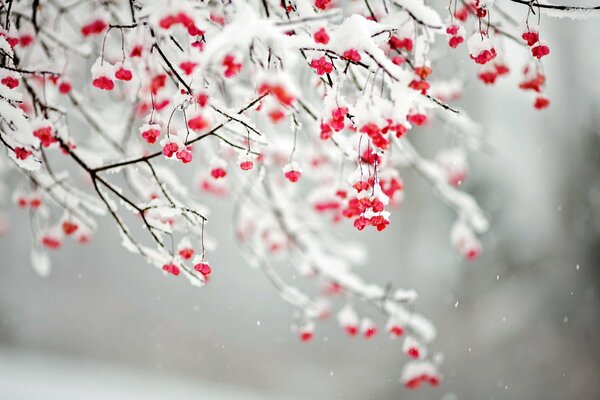 Rami innevati con bacche rosse, neve, natura