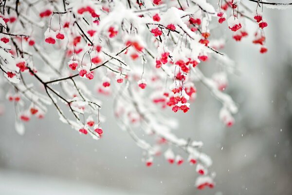 Pokryte śniegiem gałęzie z czerwonymi jagodami, śnieg, Natura