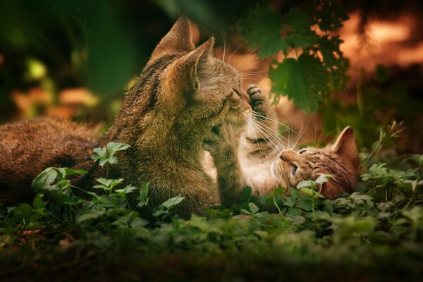 Il gatto gioca con il gattino in foglie verdi