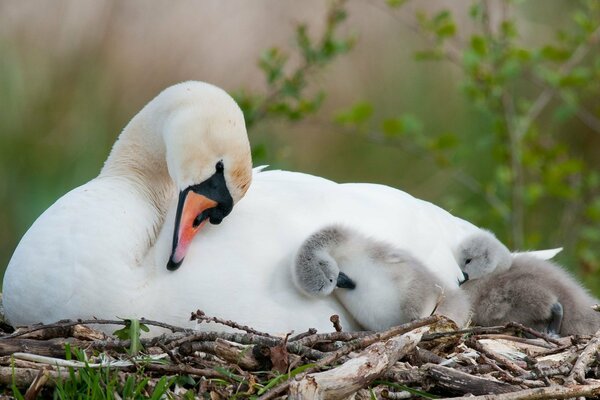 The swan warmed the chicks in the nest