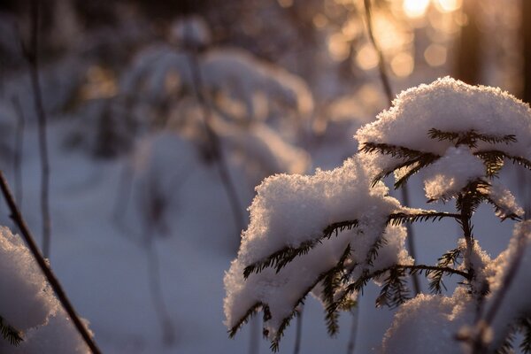 Ate in winter. Beautiful refraction of the sun s rays