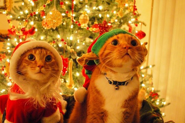 Cats in Christmas hats