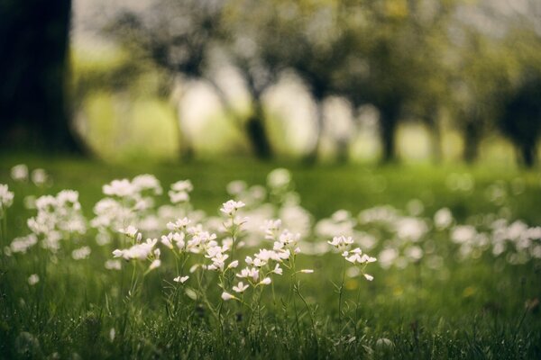 Hermosas flores blancas en el fondo de los árboles y la hierba verde